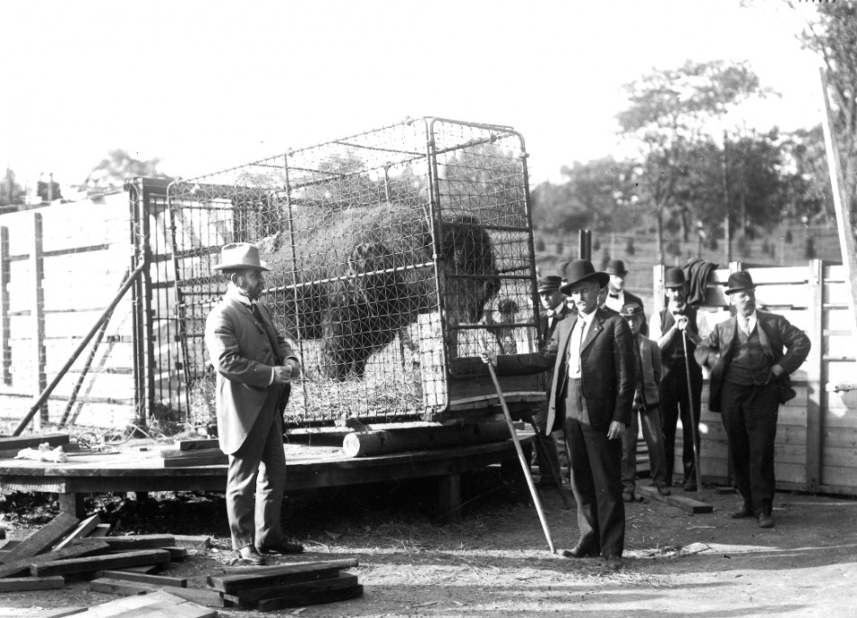 Hornaday with bison at the Bronx Zoo 1907 Hornaday with bison at Bronx Zoo, 1907